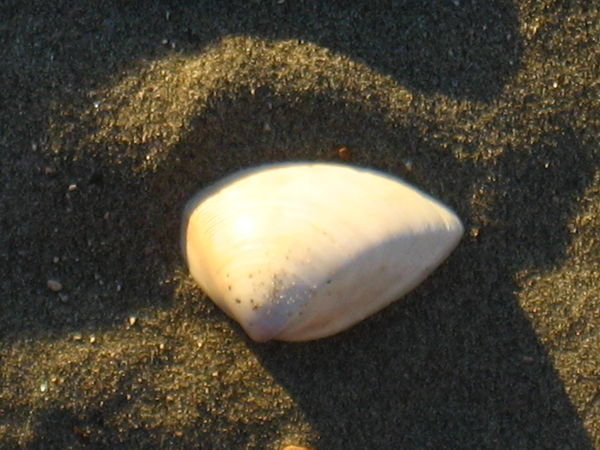 A shell on the beach.