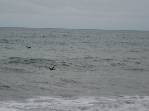 The black dolphins i saw off the beach...