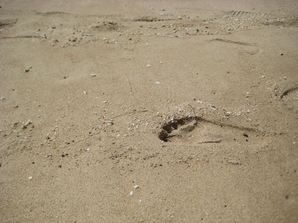 Footprint on the beach.