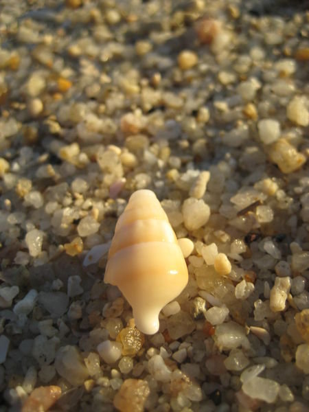 Shell on shells...