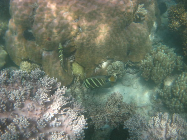The visibility wasnt fabulous but you can see the different coral....