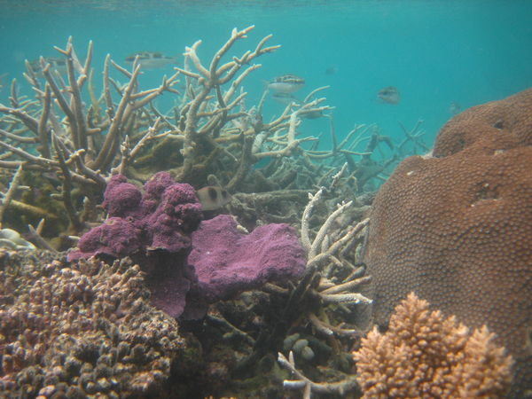 pretty coral.