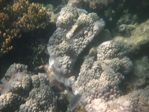 ..More coral...
