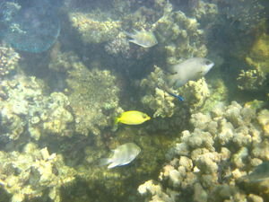 Yellow fish...