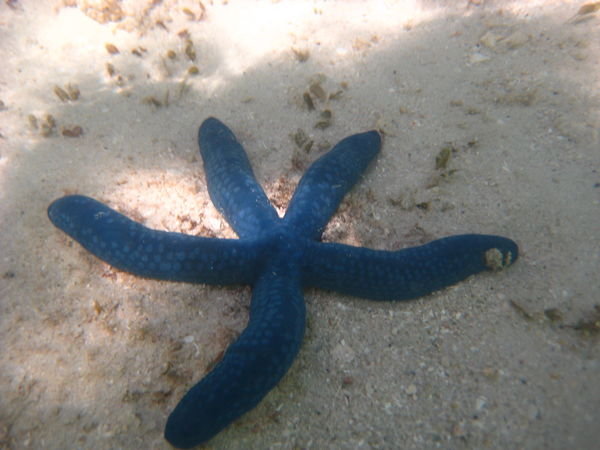 Blue starfish.....