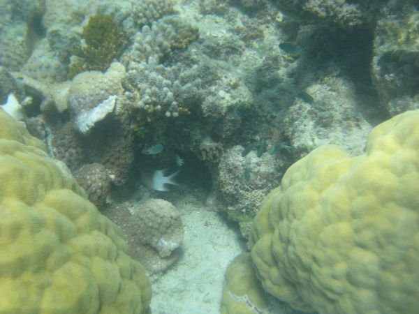 ok there will be lots of pictures of random coral...