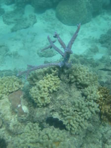 wierd purple coral thing..