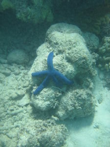 the last star fish ...clinging for its life!!!