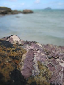 pink things stuck to the rock...