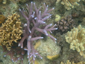 Yellow fish in purple coral.