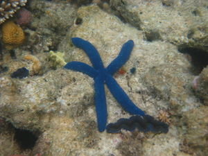 5 legged star fish...