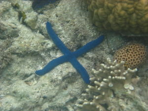 ....4 legged star fish...