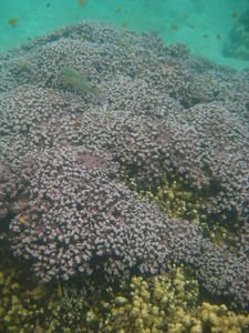 Purple coral..