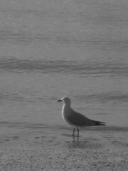 seagull on the beach...