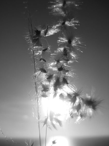 seeds in the sun...