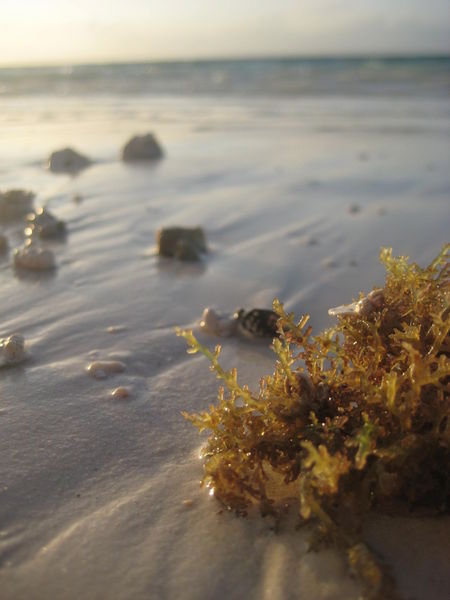 Seaweed on shoreline!