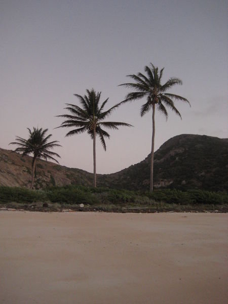 Palm trees....