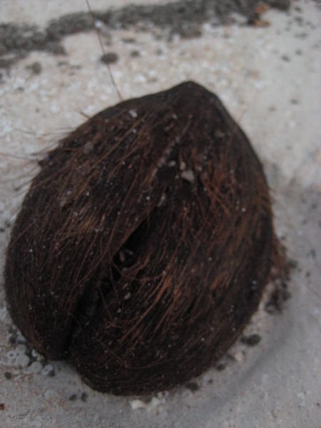 Coconut on beach.