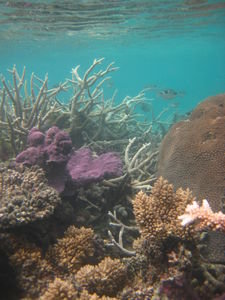 Pretty colored coral.