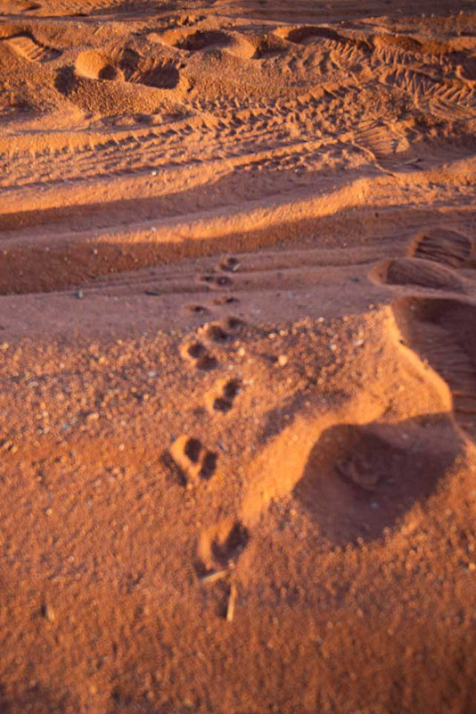 Animal (and tyre) tracks near Wadi Rum camp site