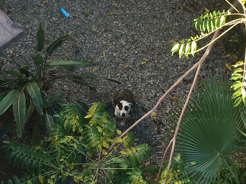 Neighbor's dog - could be a panda!
