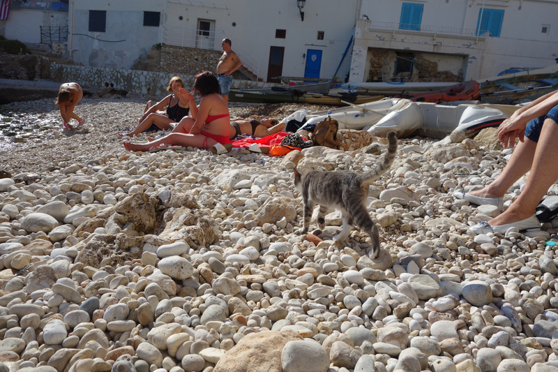 Canine Company on the Island's Main Beach