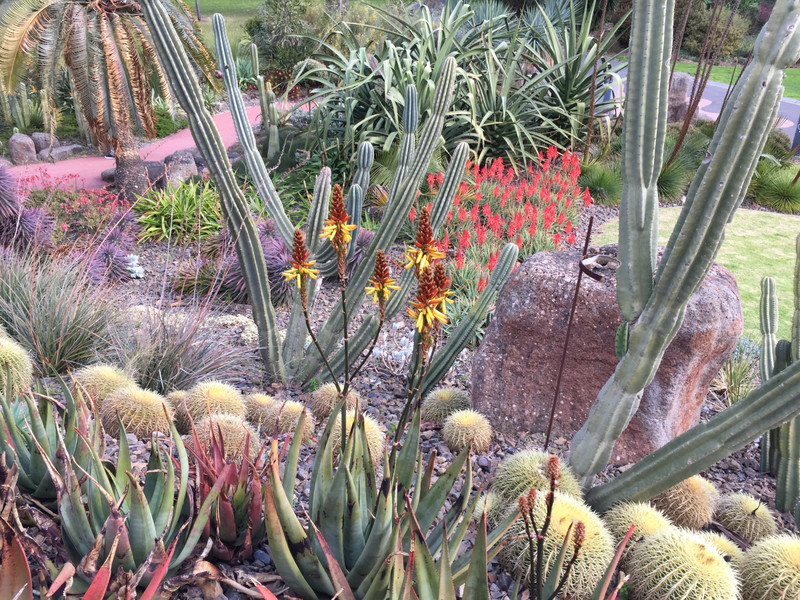 How to Plant Cacti! The Guilfoyle Volcanic Garden