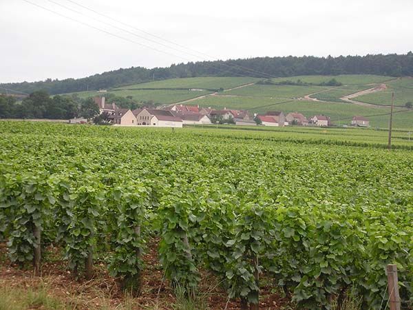 Vineyards at Gevrey Chambretin