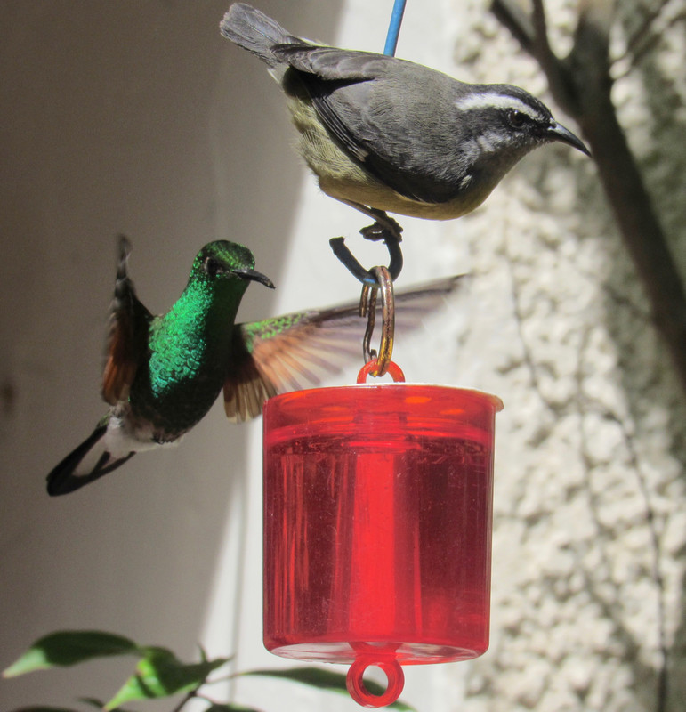 Stripe-tailed hummingbird and Bananaquit