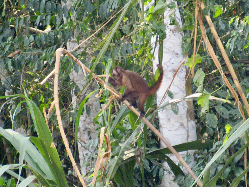 Large-Headed Capuchin Monkey