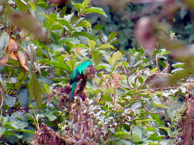 Golden Headed Quetzal