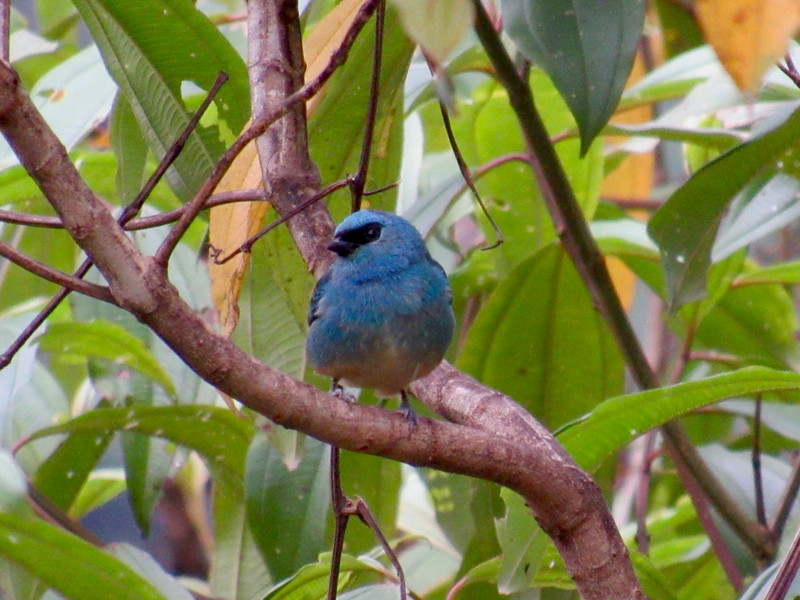 Blue Capped Tanager