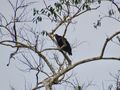 Yellow Headed Vulture