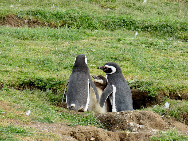 Magellanic Penguins with Chick