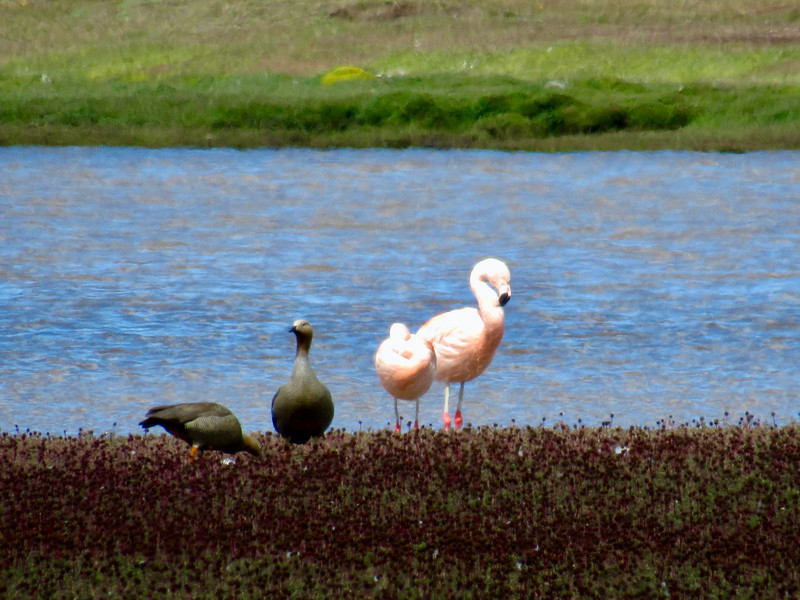 Flamingoes and Andean Geese