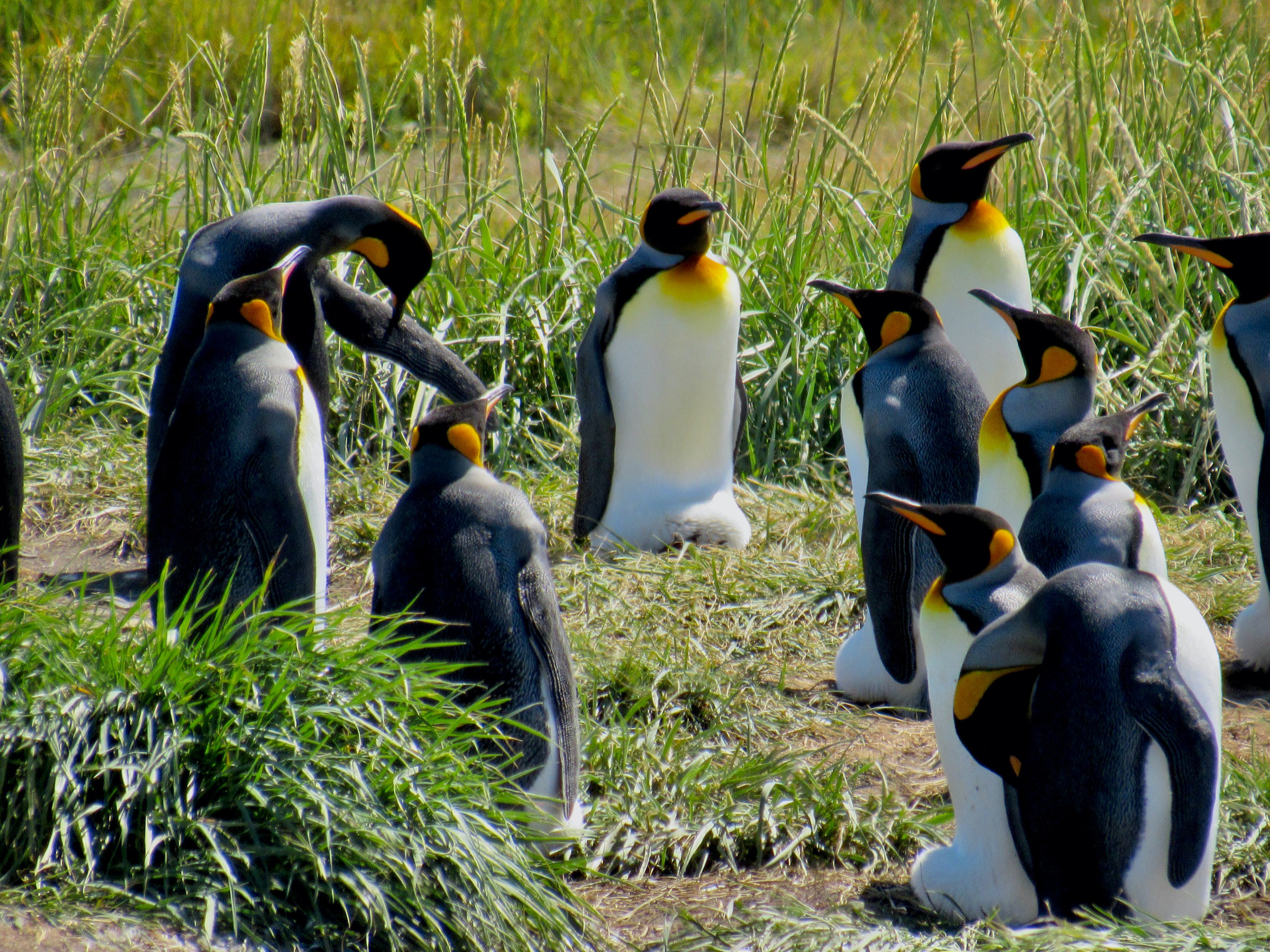 King Penguins Incubating Eggs | Photo