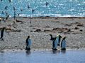 King Penguins in Tierra del Fuego