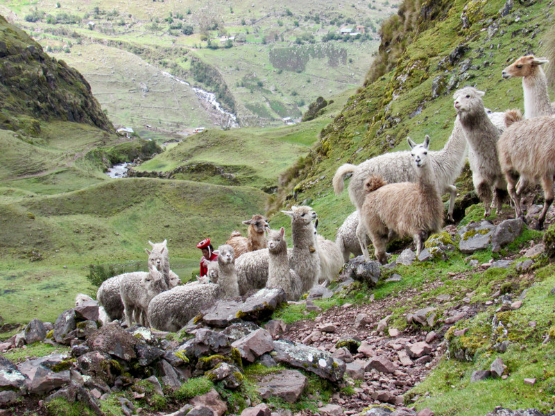 Herds of Llamas and Alpacas