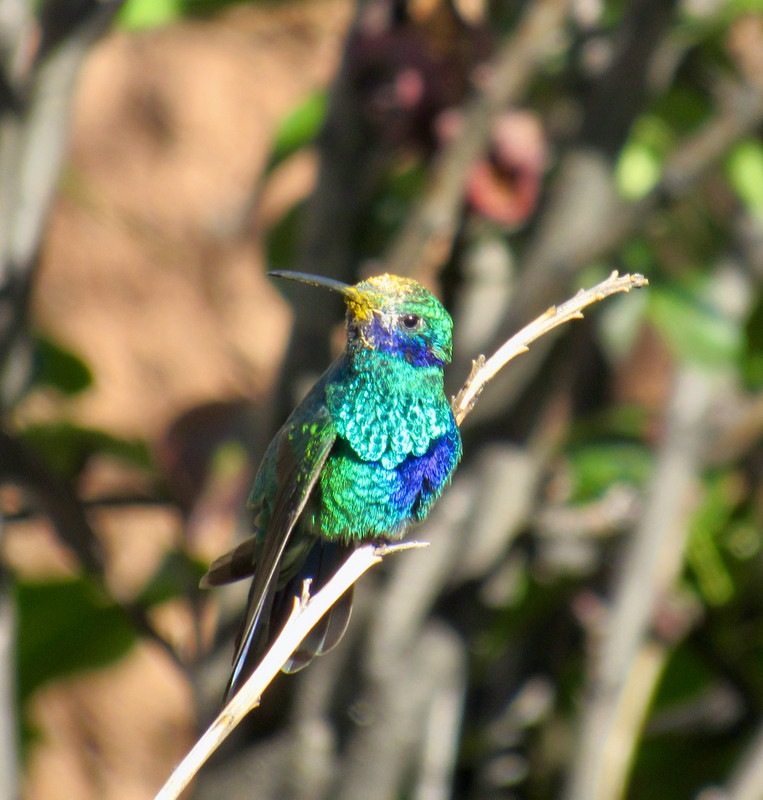Sparkling Violet-Ear Hummingbird