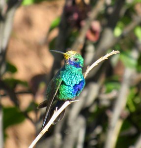 Sparkling Violet-Ear Hummingbird