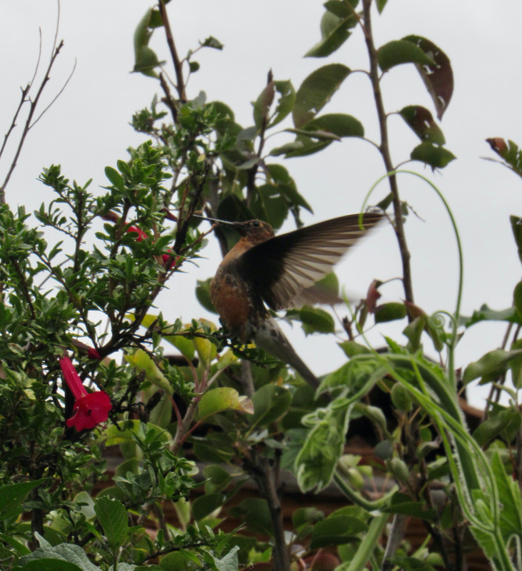 Hummingbird as Robin
