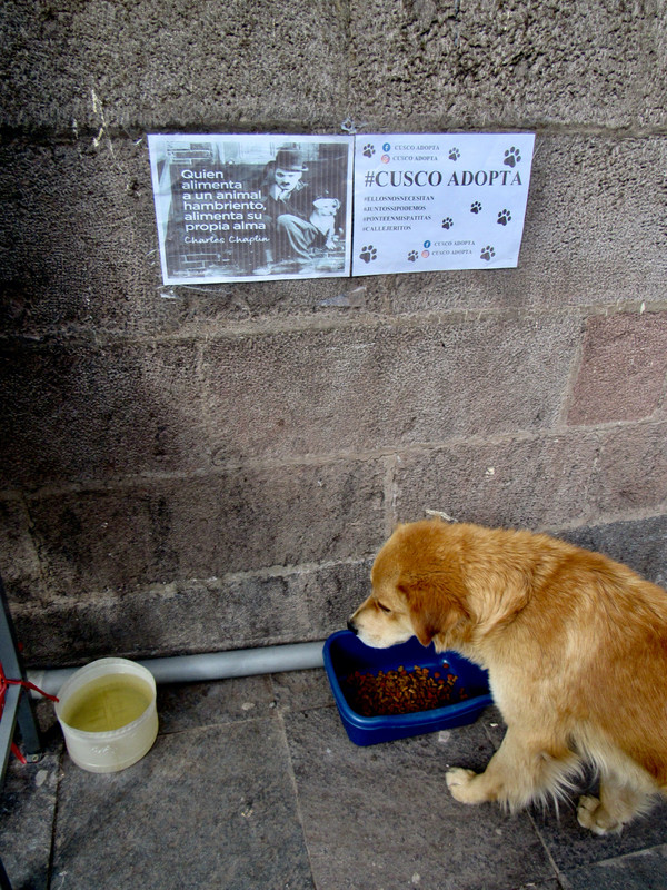 Cusco Adopts