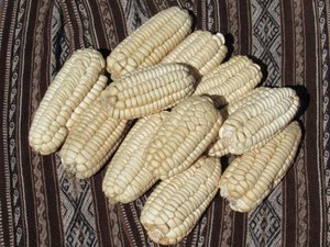 Corn = maíz = sara
