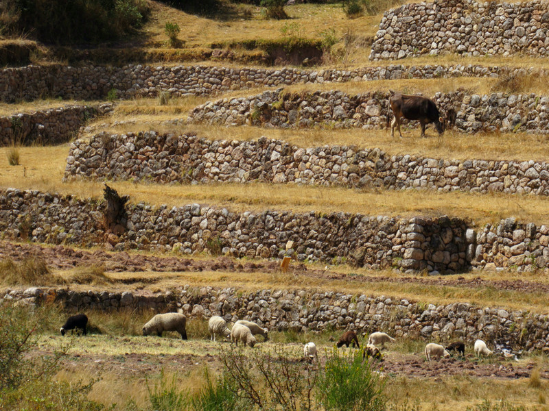 Modern Incas