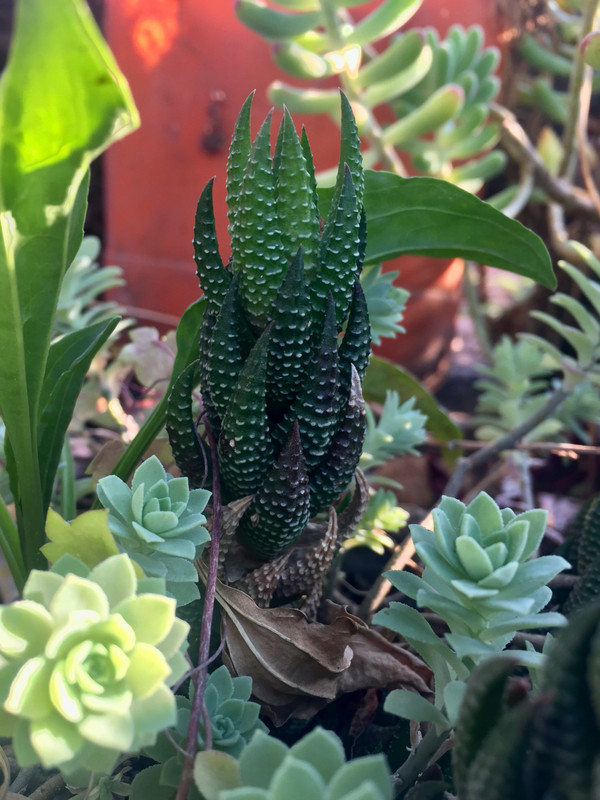 Cactus arrangements