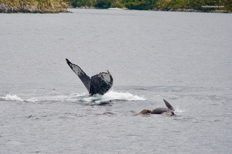 Humpback Whale and Sea Lions