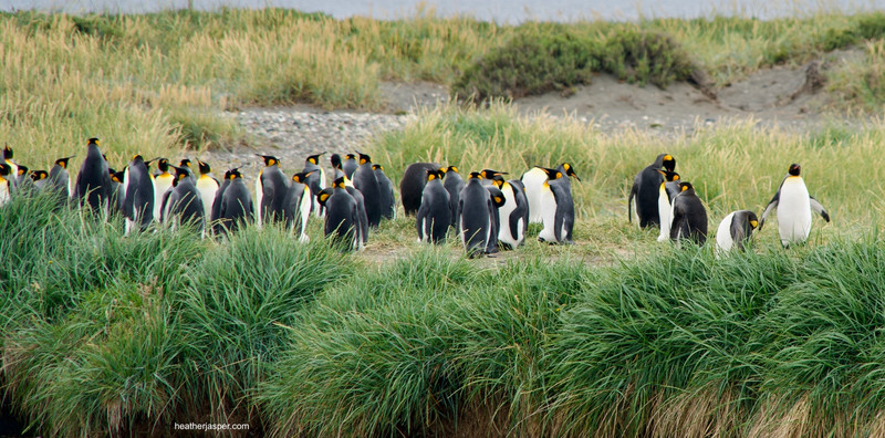 King Penguin Colony, Tierra del Fuego