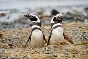 Magellanic Penguins, Isla Magdalena