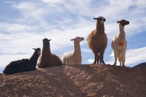 The llama caravans of Barrancas, Argentina