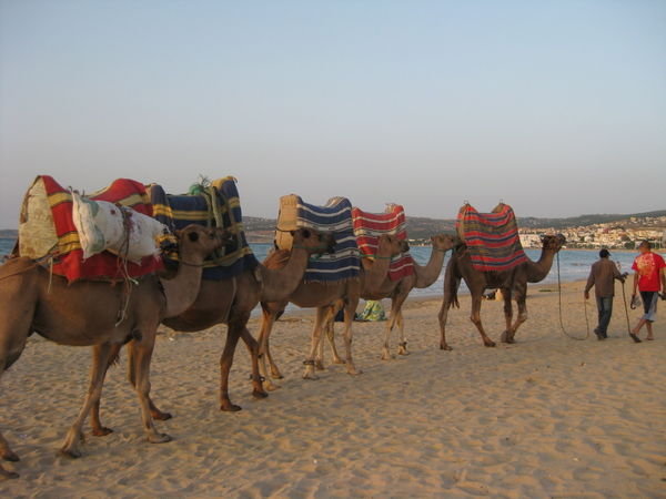 Morocco has Camels